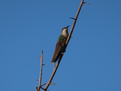 Anthracothorax aurulentus