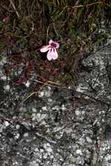 Pelargonium capillare