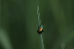 Chrysolina graminis