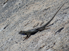 Sceloporus occidentalis taylori