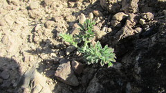 Pelargonium auritum auritum