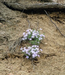 Phlox multiflora