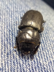 Dorcus parallelipipedus