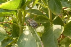 Megachile walkeri