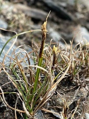 Carex rupestris