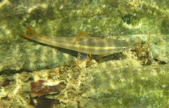 Campostoma spadiceum