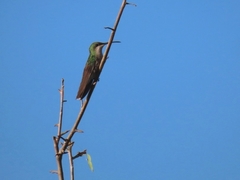 Anthracothorax aurulentus
