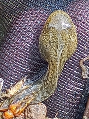 Pelophylax epeiroticus