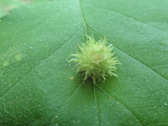 Dasineura crataegibedeguar