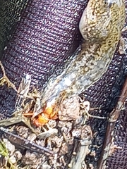 Pelophylax epeiroticus