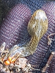 Pelophylax epeiroticus