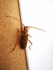 Dejanira quadripunctata