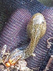 Pelophylax epeiroticus