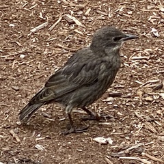 Sturnus vulgaris