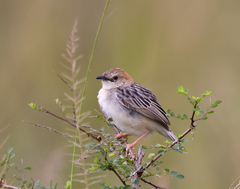 Cisticola robustus