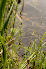 Carex mackenziei