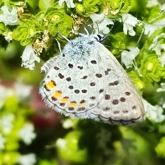 Pseudophilotes vicrama