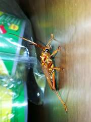 Dejanira quadripunctata