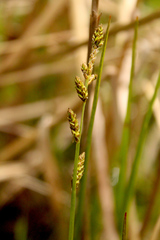 Carex mackenziei