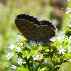 Pseudophilotes vicrama