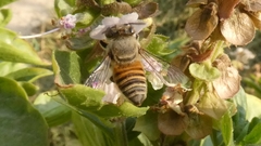 Megachile walkeri