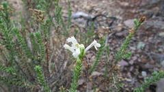 Microdon polygaloides