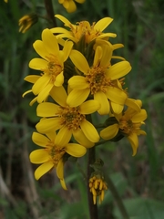 Ligularia glauca