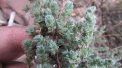 Cliffortia hantamensis