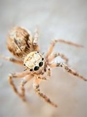 Evarcha nepos