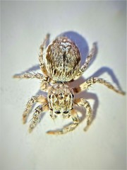 Evarcha nepos