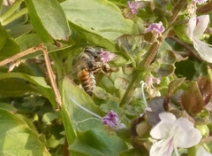 Megachile walkeri