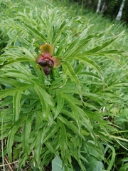 Paeonia hybrida