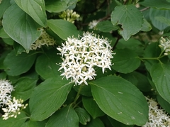 Cornus sanguinea