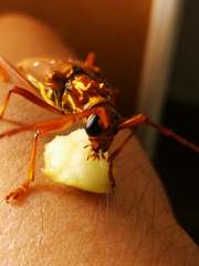 Dejanira quadripunctata