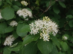 Cornus sanguinea