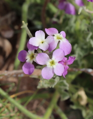Matthiola tricuspidata