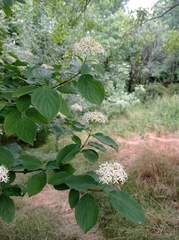 Cornus sanguinea