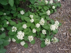 Cornus sanguinea