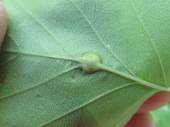 Dasineura crataegibedeguar