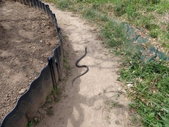 Rhabdophis tigrinus tigrinus