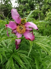 Paeonia intermedia