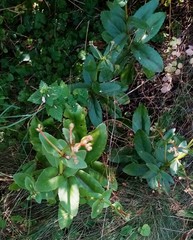 Hylotelephium maximum maximum