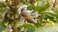 Megachile walkeri