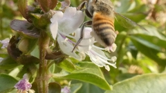 Megachile walkeri