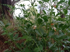 Zygophyllum fabago