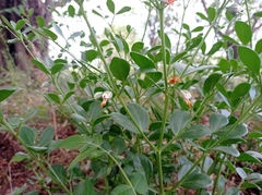 Zygophyllum fabago