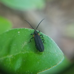 Greenarus thoracicus