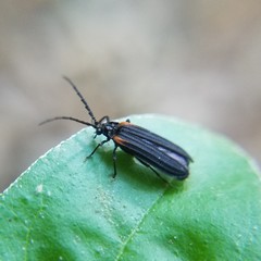 Greenarus thoracicus