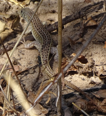 Gerrhosaurus nigrolineatus