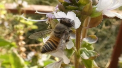Megachile walkeri
